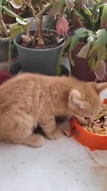 рыжий кушает Мне нравится когда всё едят кошки смотреть онлайн