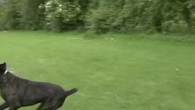 10 ОПАСНЫХ пород КОШЕК и СОБАК