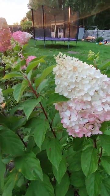 Гортензия метельчатая 