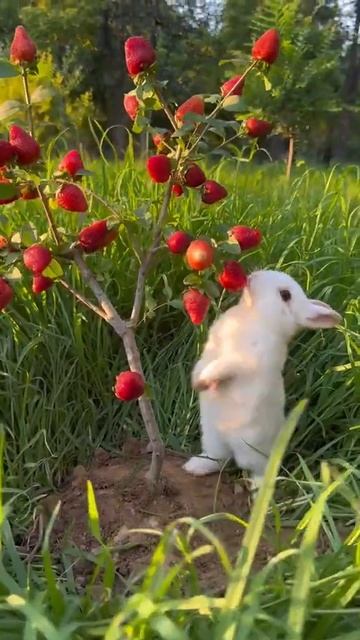 Очень милый кролик ест клубнику с дерева / Very cute rabbit eats смотреть онлайн