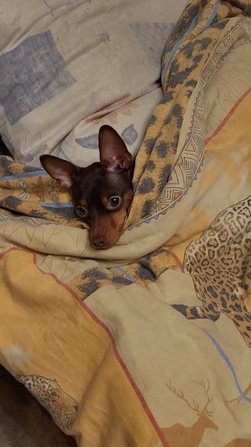 Есть ли у вас план, мистер Фикс? смотреть онлайн