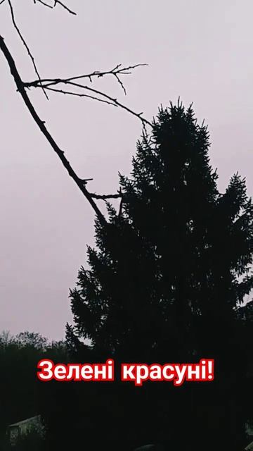 #ялинка #ель #елка смотреть онлайн