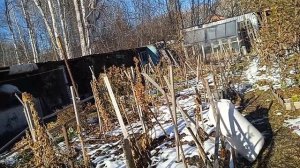 ОТ МЫШЕЙ - КРЕОЛИН!!! ОБРАБОТКА ГОРТЕНЗИЙ, ПЛОДОВЫХ! МУЛ