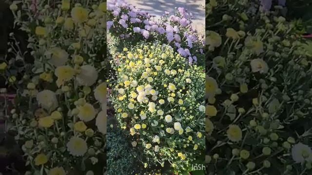 Самый лучший букет для огородника-тот который можно п? смотреть онлайн