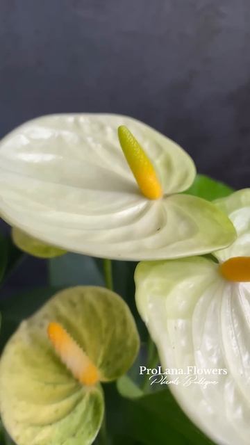 Антуриум Vanilla white. Неприхотлив, устойчив. #антуриум #ант смотреть онлайн