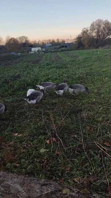 Гуляю с гусями. Рыжий кот Фокс контролирует