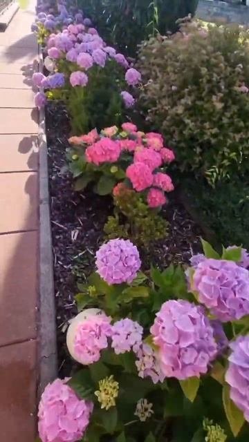 #hydrangea#macrophylla#hortensia#гортензия#garden#гортензія #shorts#アジサイ смотреть онлайн