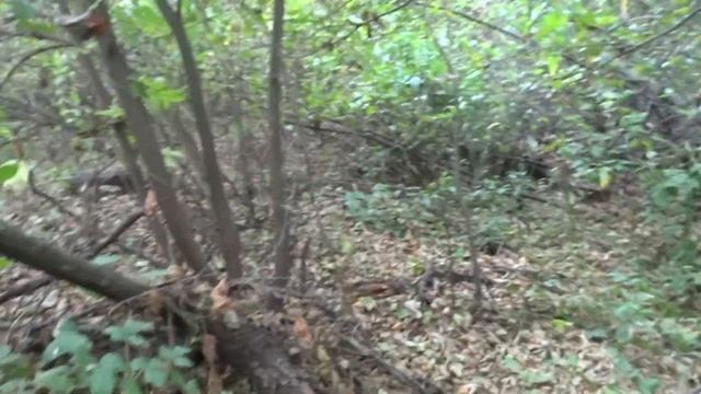 Ольха в низине. смотреть онлайн