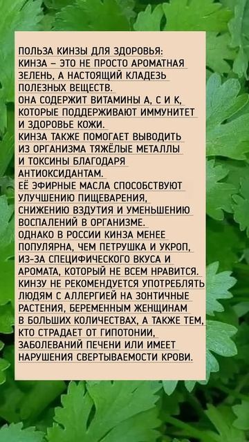 Польза кинзы и кому ее не стоит есть #shorts смотреть онлайн