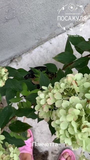 ГОРТЕНЗИЯ СЕРИИ PAN ПАНЧЕТТА. Начало цветения. Обзор в @p