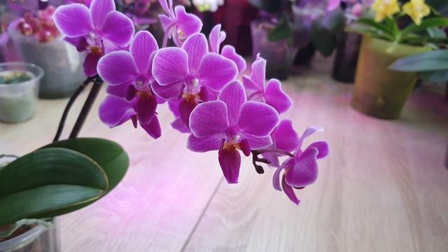 Орхидея Phalaenopsis multiflora Mukalla #Цветение 2025 смотреть онлайн