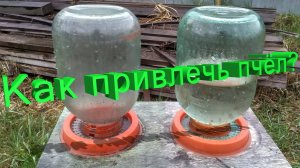 Ошибка пчеловода: почему ваши пчёлы не летят на воду? Ответ Кашковского!