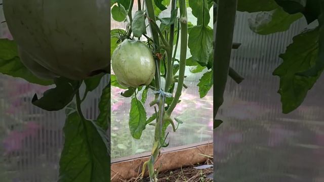 22 июля 2024 г. Обзор томатной теплицы.#дача #огород #помид смотреть онлайн