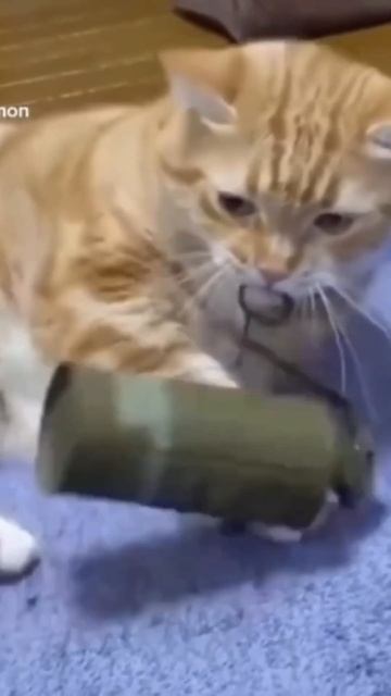 Не дочитал журнал 😂 #like #top #video #smile #funny #граната смотреть онлайн