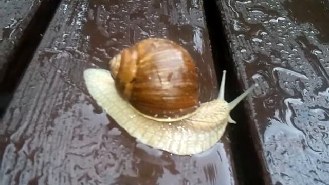 скоростные улитки смотреть онлайн