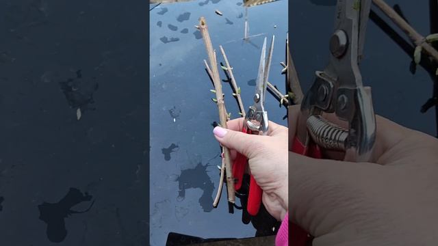 Черенкование метельчатой гортензии,простой способ. смотреть онлайн