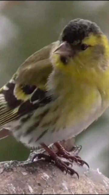 Зимушка-зима. Русская зима! Красота зимней природы. смотреть онлайн