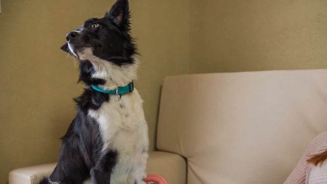 Домашние животные: Психологические и Эзотерические Т? смотреть онлайн