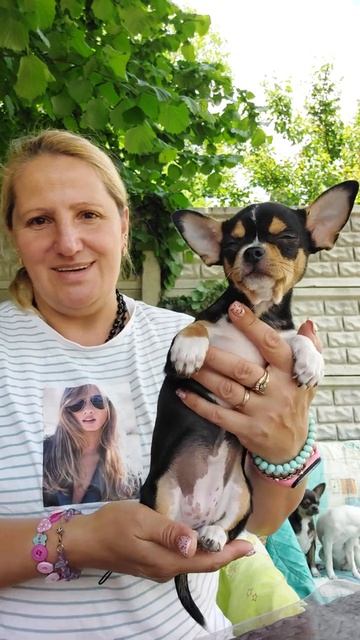 Виолетта продажа чихуахуа питомник собак Кастропуло ? смотреть онлайн