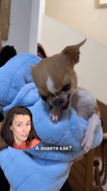 Сидел дома, но заразился бешенством