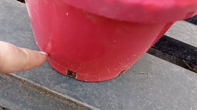 Выращиваем Клубнику В Больших Горшках // Вацап для зак?