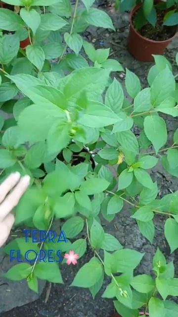 Метельчатые гортензии. Июнь 2023г.