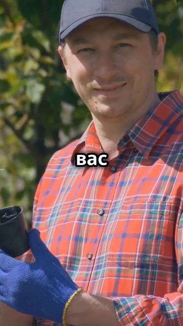 Как получить отличные саженцы сливы бесплатно #шортс смотреть онлайн