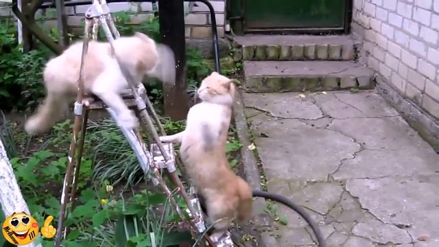 МЕГА ПРИКОЛЫ - Большая ржака!!!! смотреть онлайн
