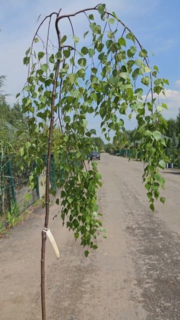 Береза Юнги (Youngii) смотреть онлайн