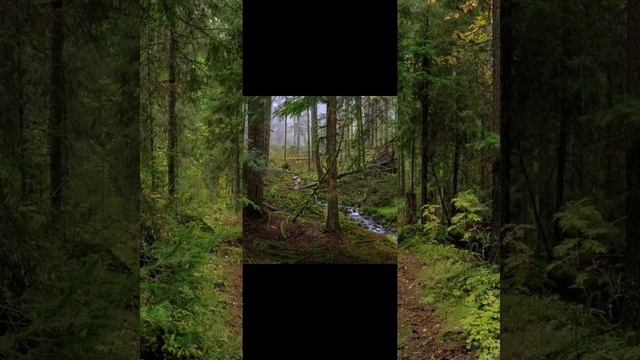 В чащах смешанных лесов смотреть онлайн