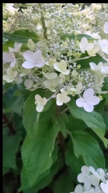 Гортензии Пантеон и Панзола.