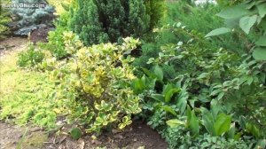 Падубы в моем саду. Виды, сорта, выращивание. Часть 1.