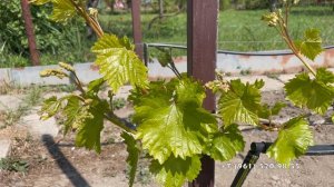 Школка винограда посажена 22 апреля 2025 год.