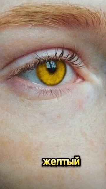 Как цвет глаз ты бы хотел?😇😍🥰😘 #кексик #cat #пикачу #к