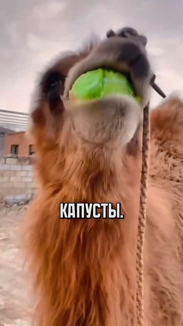 Верблюд ест капусту и не давится! 🐪 смотреть онлайн