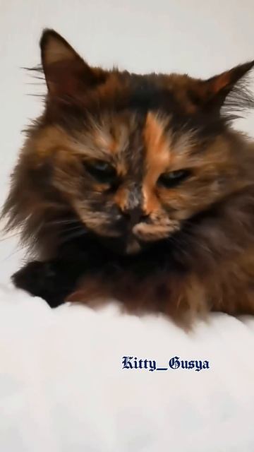 7❤️Шанс есть всегда 🌹❤️🔥 Кошечка Гуся 💔Kitty_Gusya ? смотреть онлайн