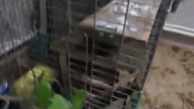 Домик для хомяка своими руками_House for a hamster own hands смотреть онлайн