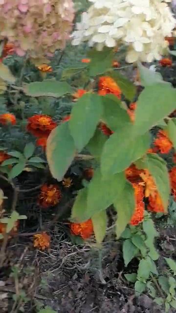 Гортензия Лайм лайт. сентябрь 2023