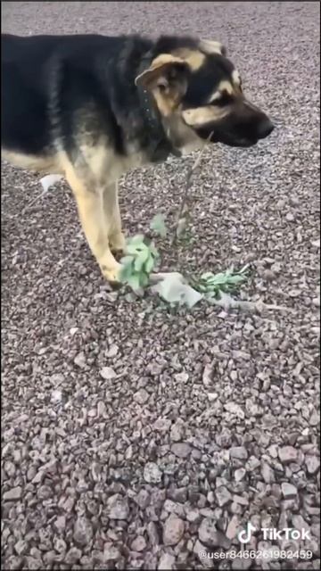 Арман ест ветки 58 Серия| 4 Сезон 😂😂😂 #арман #сеня #вет смотреть онлайн