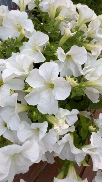 petunia Fanfare White #garden #дача #петуния #сад смотреть онлайн