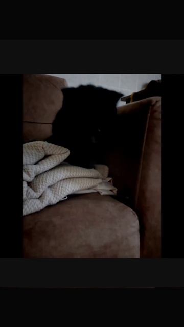 если у вас тоже есть животные то напишите в комментах ? смотреть онлайн