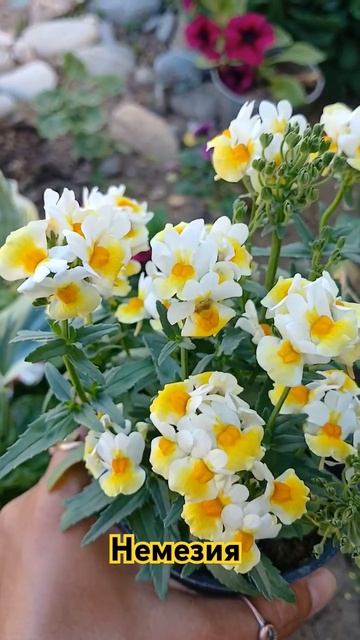 #немезия #цветы #flowers #растения #красота #сад #garden #новин?