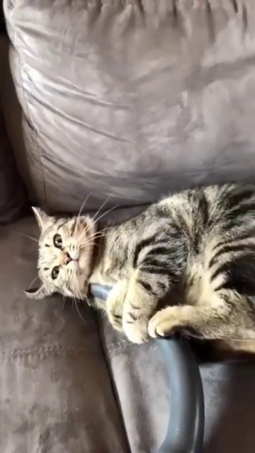 Коть... Борец... #котики #animals #shorts  #cat