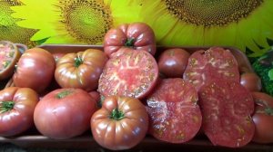 Очень урожайный томат Сладкая Свекла. Подробный обзор сорта и дегустация.