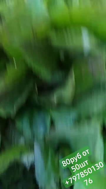 Сорт Бесконечное лето цена 80руб от 50шт. есть розница. ? смотреть онлайн