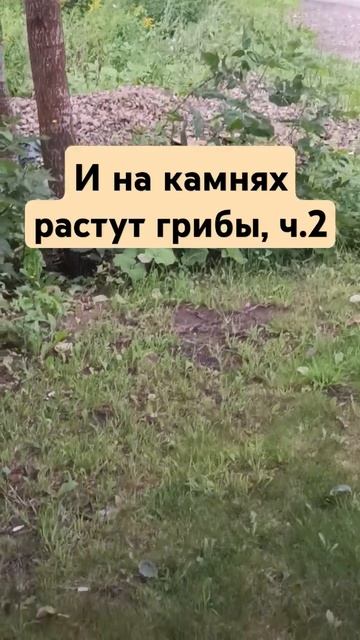 И на камнях растут грибы, ч.2: берёза-мама