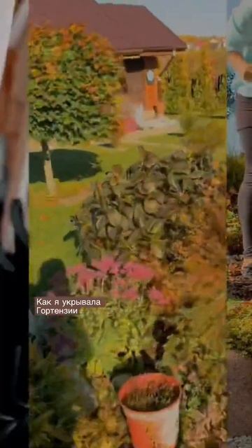 Как я укрывала гортензии осенью , первое укрытие в оди?