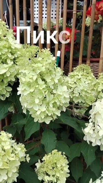 одним цветом😉Пиксио и Бонфаер #гортензии