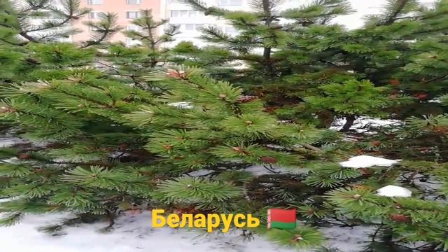 Лесная красавица 🌲 смотреть онлайн