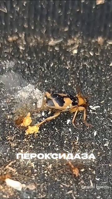 А у вас тоже есть друзья бомбардиры?😂 #новости #истори смотреть онлайн